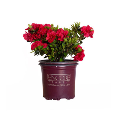 1 Gallon Autumn Fire Encore Azalea - Compact Flowering Evergreen shrub with Red Blooms