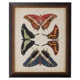 Display Of Butterflies II Print