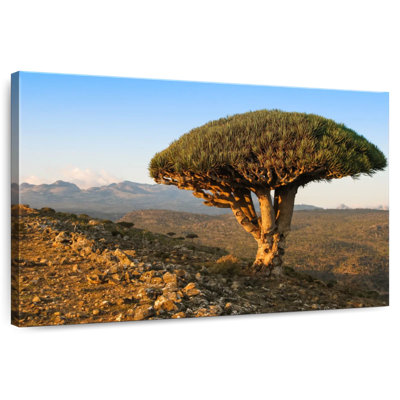 Arbre-dragon Harnek Socotra Archipelago