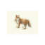 Forest Morning II Print by Sara Brown-26950326-26950332