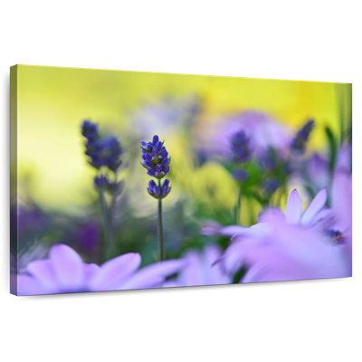 Harnek Lavender In The Flower Field