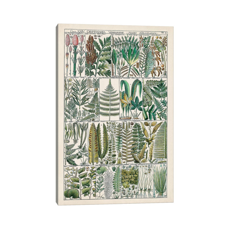 Fern Chart by Vision Studio - Wrapped Canvas Print, 66.04 cm H x 45.72 cm W x 1.91 cm D