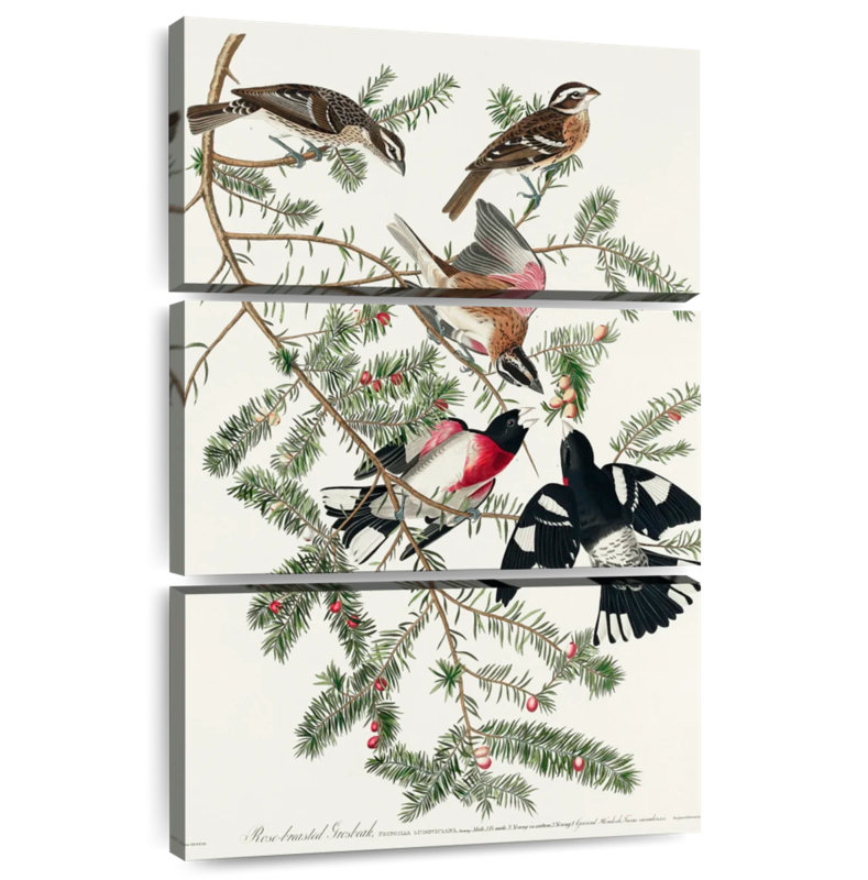 Brampt Rose Breasted Grosbeak, 32" H x 20" W