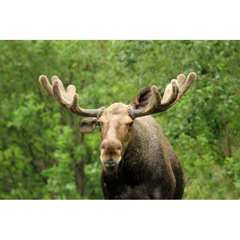 Wild Bull Moose In Autumn - Wrapped Canvas Print, 30cm H x 46cm W