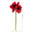 Tige d'amaryllis-1253340751