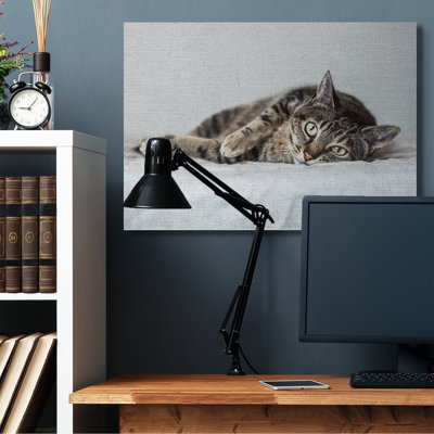 «Relaxed Pet Feline Cat Nap Green Eyes» par Marika Moffit - photographie