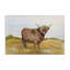 «Farm Animal In Pasture Canvas», conception de Jean Plout-781109149