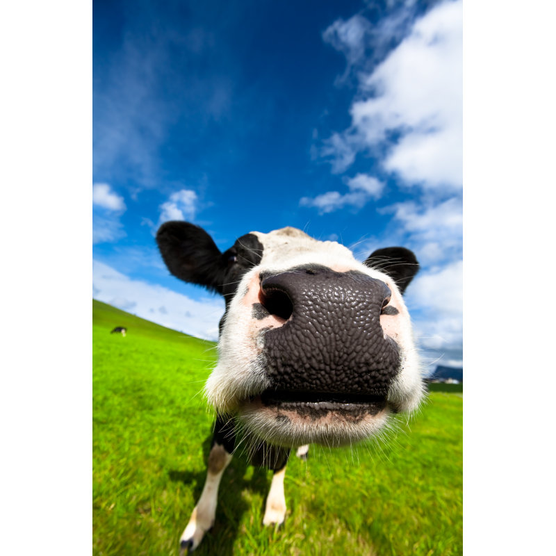 Very close cow 1 Piece Wrapped Canvas Wall Art, 46cm H x 30cm W