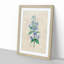 Bellflowers by Pierre-Joseph Redoute - Framed Print-55602065-55602069