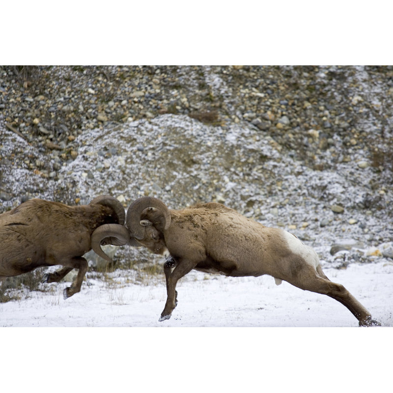 Lisi Crash - Wrapped Canvas Print, 30cm H x 46cm W x 3.8cm D