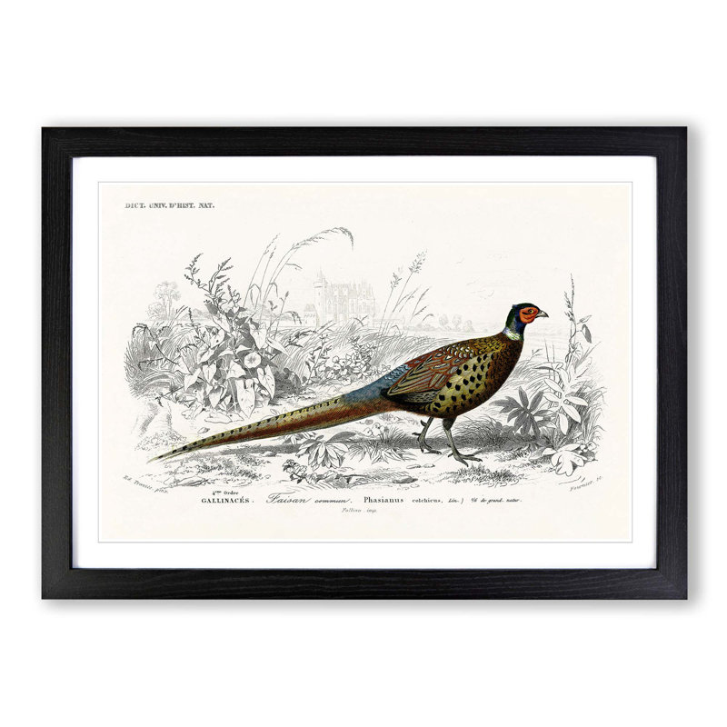 Pheasant Illustration by Charles D' Orbigny - Picture Frame Painting Print on MDF, 36cm H x 48cm W x 2cm D, Black Framed