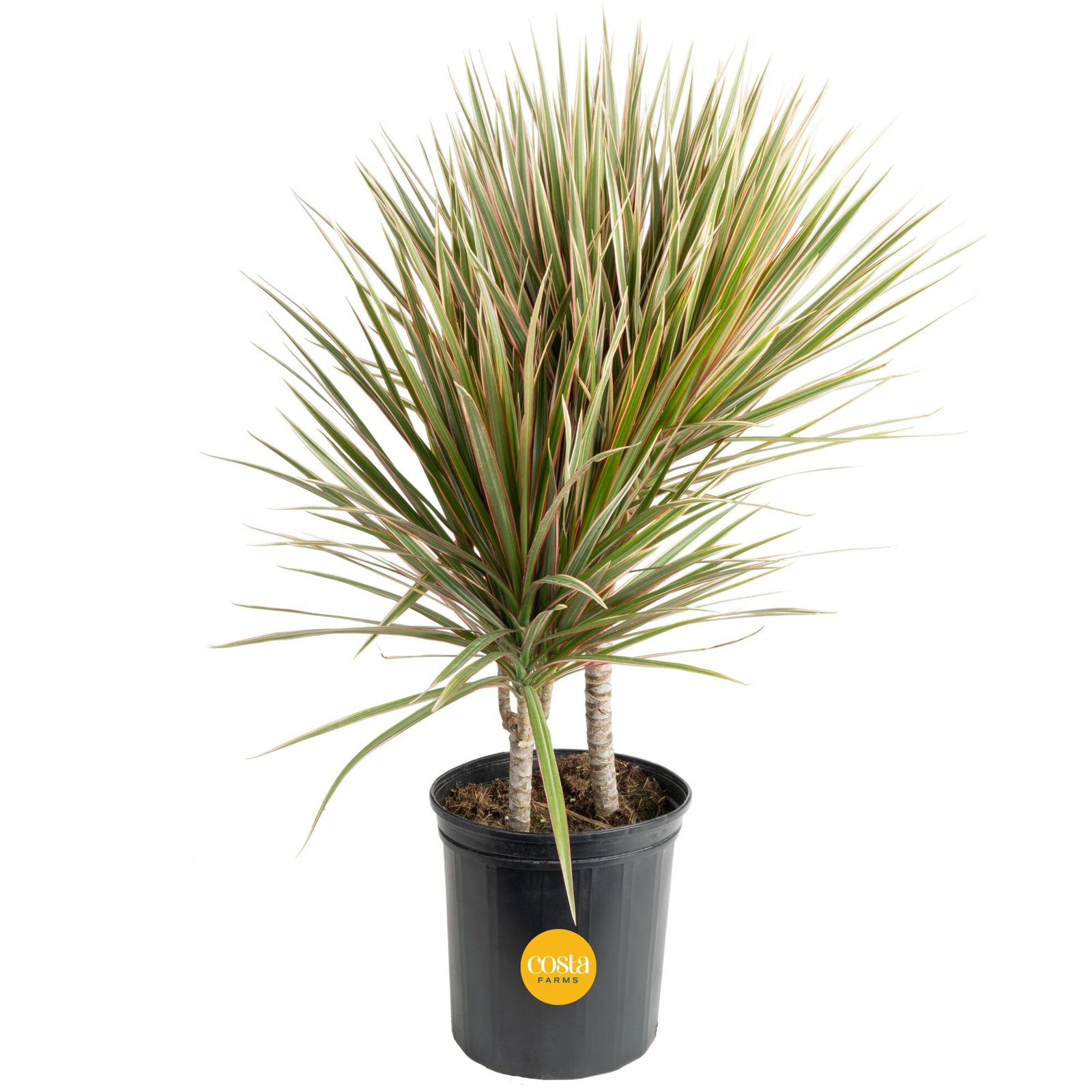 Costa Farms Madagascar Dragon Tree Plant