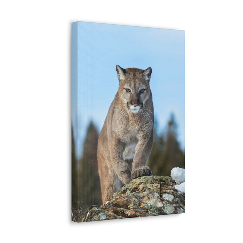 No Frame Print on Canvas, 35.56cm H x 27.94cm W