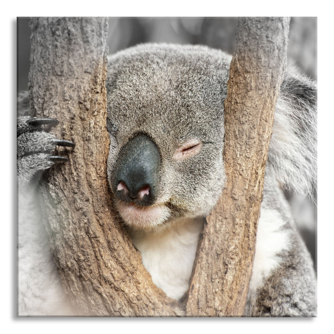 Glasbild Koala schläft mit Kopf in einer Astgabel