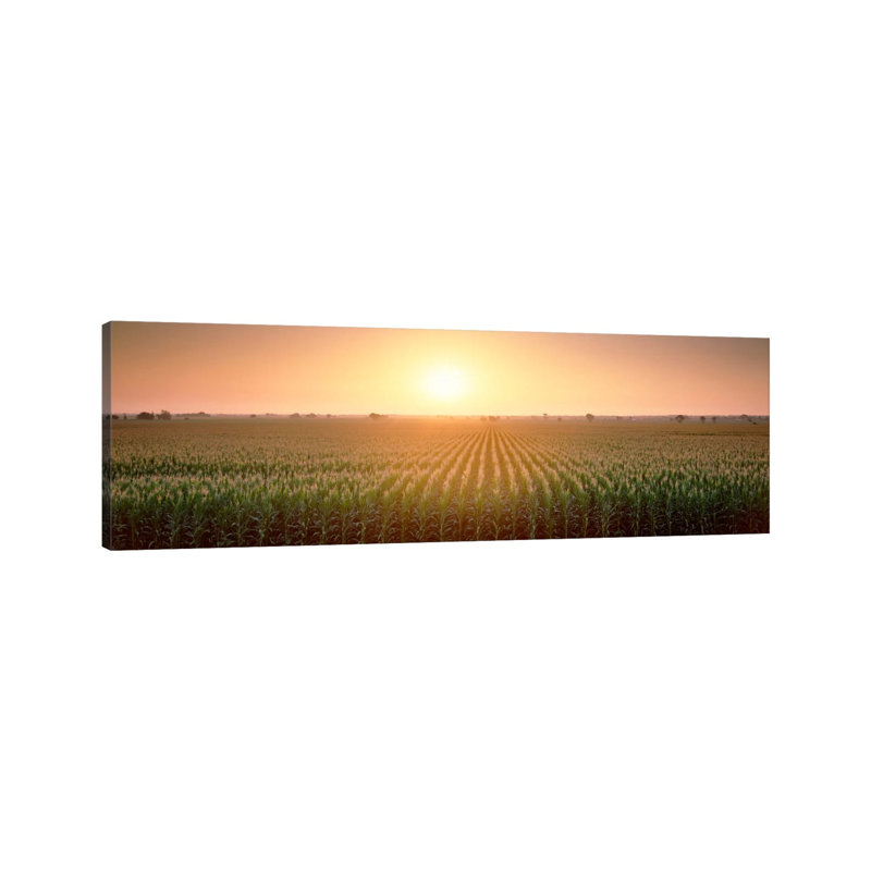 View Of The Corn Field During Sunrise, Sacramento County, California, USA - Wrapped Canvas Panoramic Print