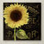 "Jadaya Sunflower Salon I" par Color Bakery, impression sur toile tendue-20507729