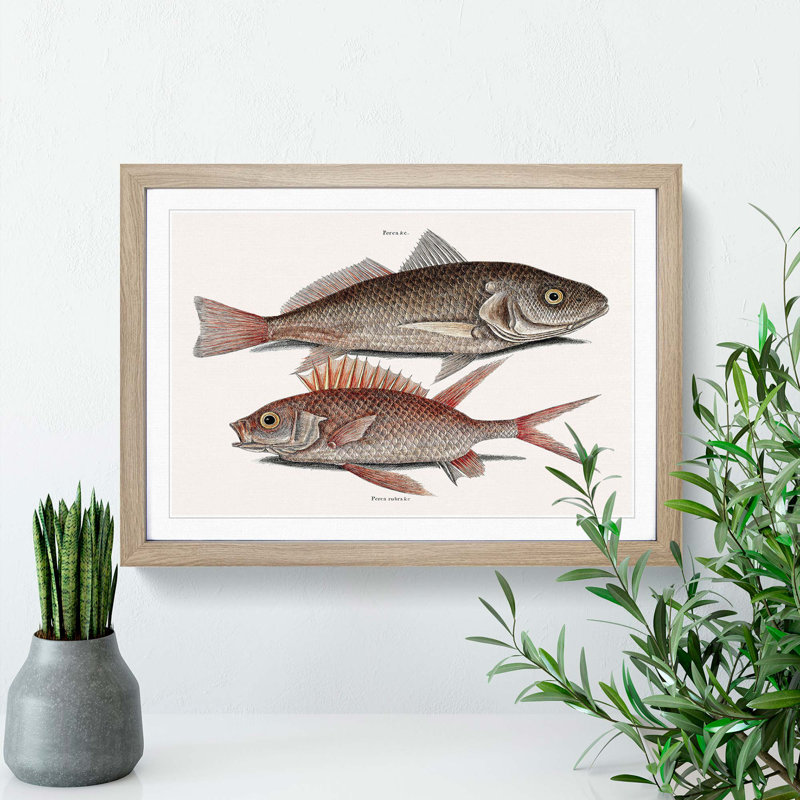 Croaker Fish & Squirrelfish by Mark Catesby - Picture Frame Painting Print, Oak Framed, 27cm H x 36cm W x 2cm D