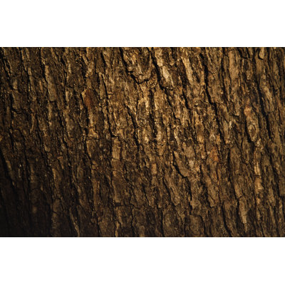 Bark of Pine Tree by Kyoshino