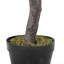 Faux Tree in Pot-1290670852