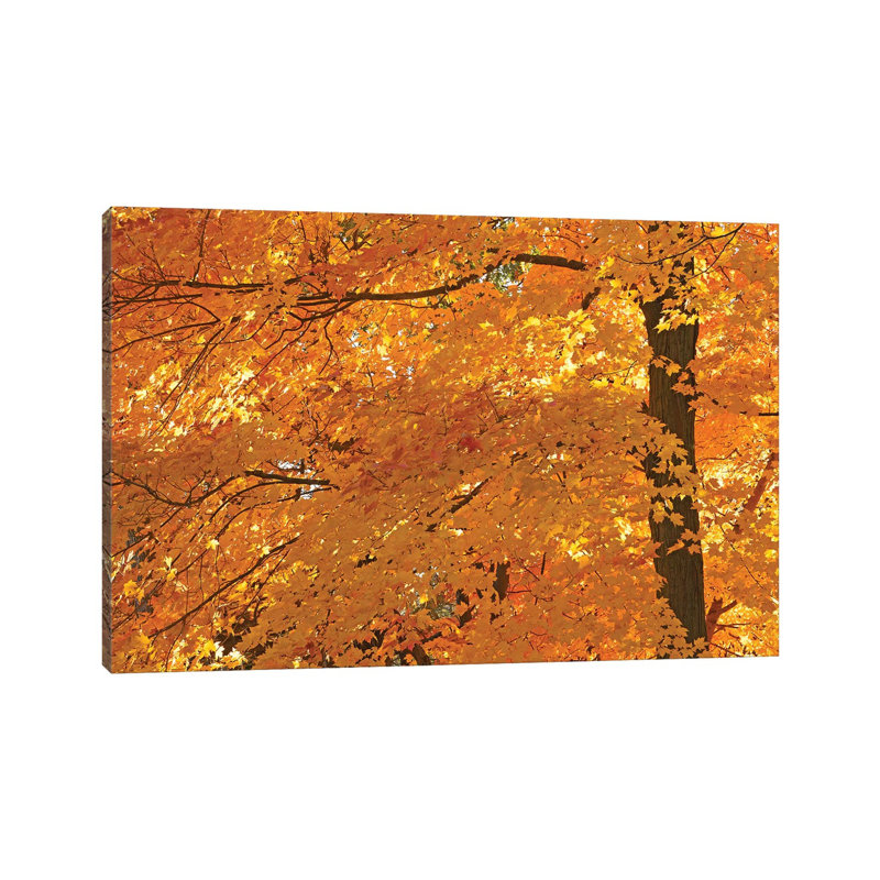 Sun Lit Maples 1 Piece Wrapped Canvas Wall Art, 101.6 cm H x 66.04 cm W