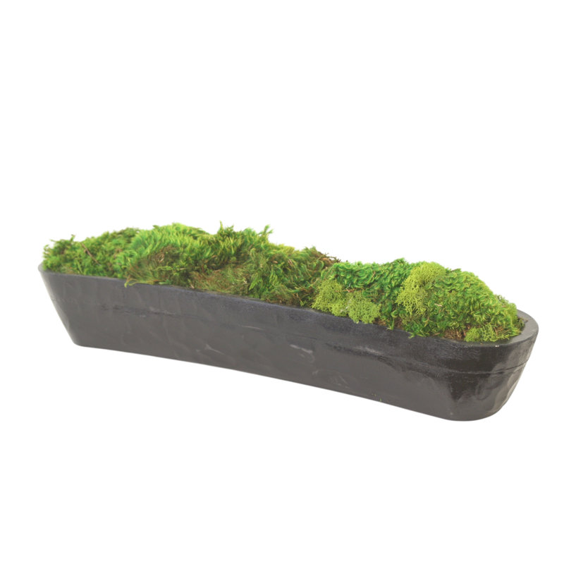 Mood Moss in Black Planter