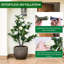 90cm Plant