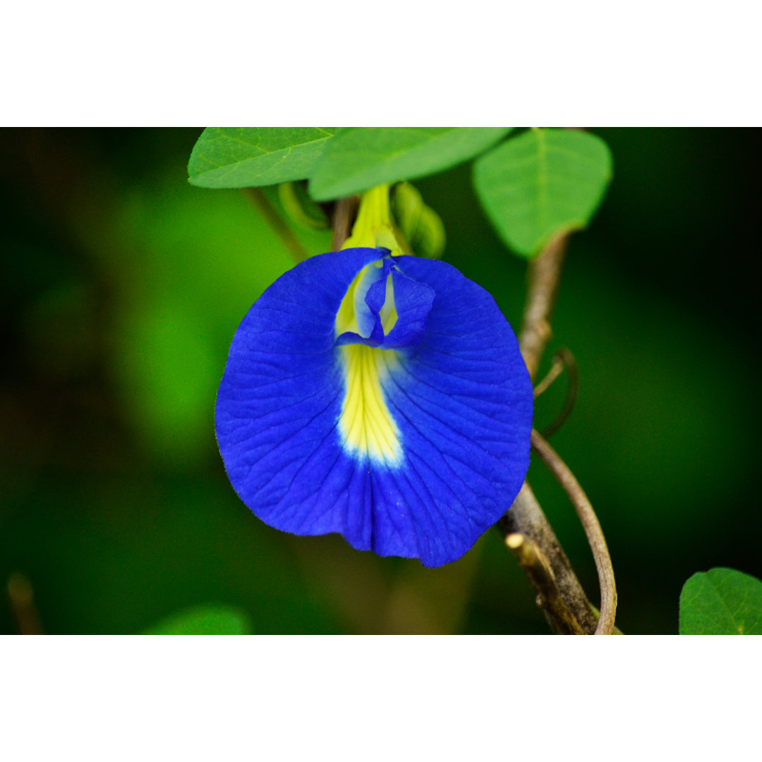 Einzelne Clitoria Ternatea Blume von Focusphotoart - Leinwand Kunstdrucke