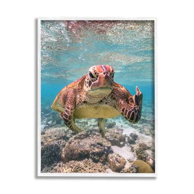 «Ba-402», reproduction encadrée d'une tortue du milieu encadrée sur bois par Mark Fitzpatrick