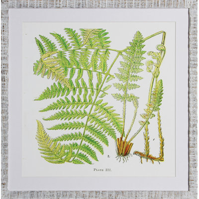 Brilliant Fern I Print