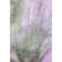 Premium Machine Washable Cerrito AMF505 Purple Rug
