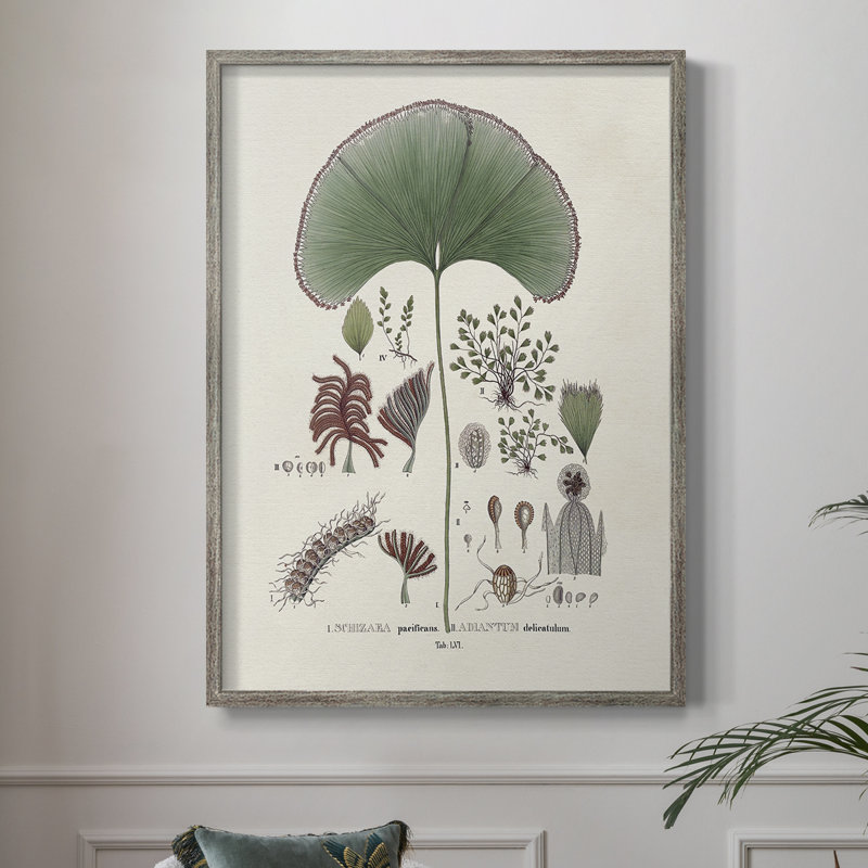 «Botanical Society Ferns III», reproduction encadrée - bois massif, H 11 po x l 9 po