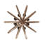 Arniya 8 - Light Chandelier