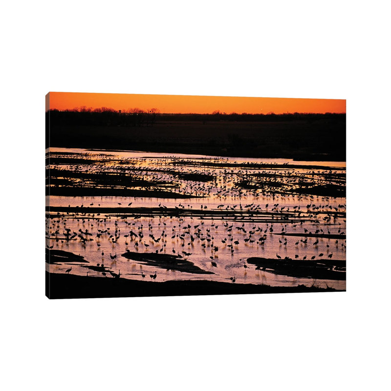 Sandhill Cranes Roost Along The Platte River Near Kearney, Nebraska by Joel Sartore - Gallery-Wrapped Canvas Giclée on Canvas