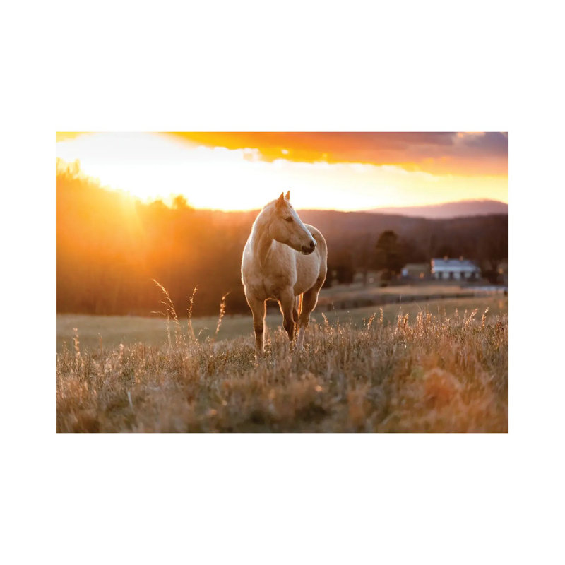 Golden Horse by Lucas Moore - Wrapped Canvas Print, 20.32 cm H x 30.48 cm W