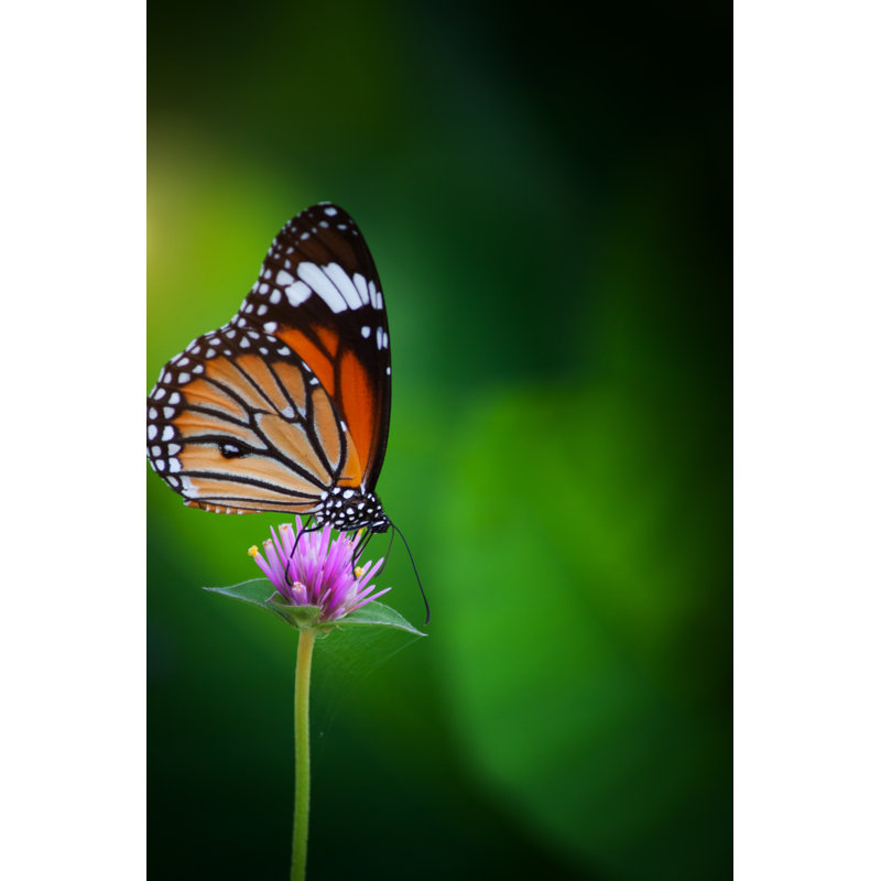 Butterflies - Wrapped Canvas Print, 20cm H x 30cm W