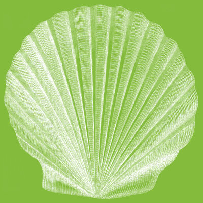 Saturated Shell II by Vision Studio - Wrapped Canvas Print
