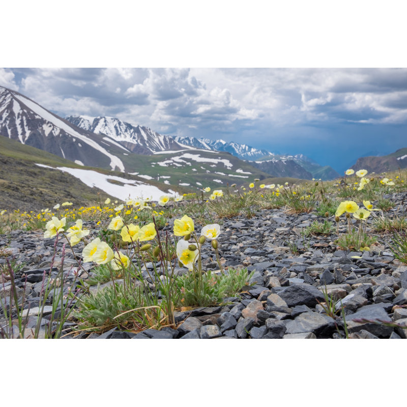 Arctic Poppies by Afhunta - Wrapped Canvas Print, 30cm H x 46cm W x 3.8cm D