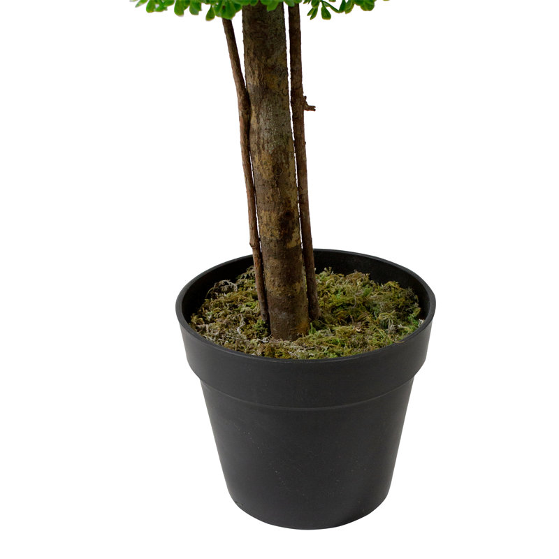 Plante topiaire en buis 60 po