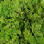 Faux Moss Plant-396251763