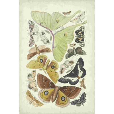" Antique Moths I " Painting Print