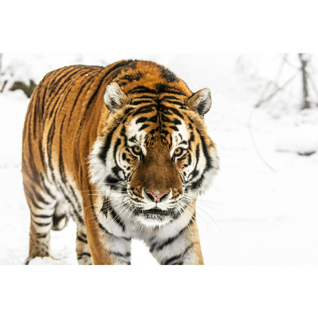 Sibirischer Tiger im Schnee - Druck