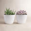 2 Piece Costa Farms Live Succulent Low Maintenance Plant in Planter