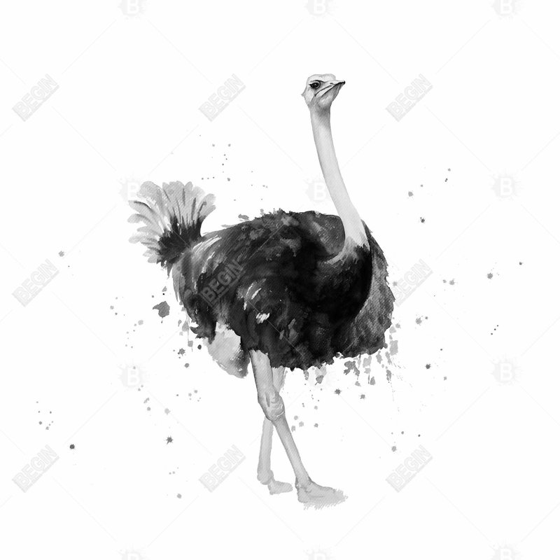 «Proud Ostrich»