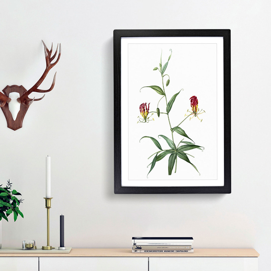 Flame Lily Flowers by Pierre-Joseph Redoute - Framed Print
