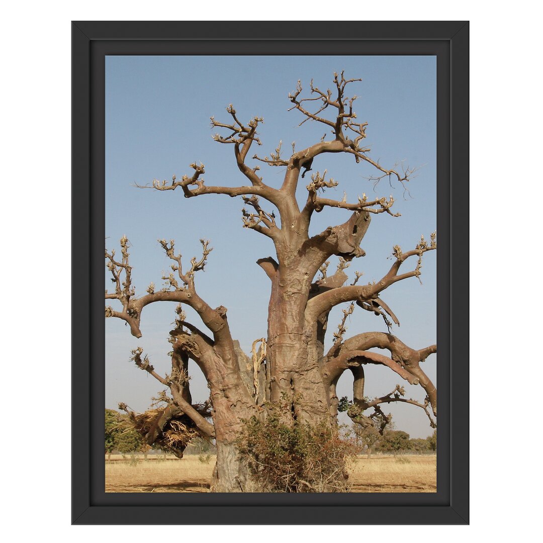 Gerahmtes Wandbild vertrockneter Baum in der Savanne