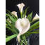 Lilies Flower Arrangement in Vase-21736641