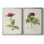«Pretty Pink Botanicals II», ensemble de 2 impressions sur toile encadrées-1800022749-1800022750