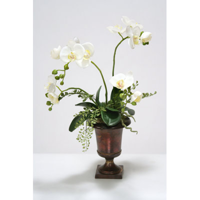 Orchid Arrangement