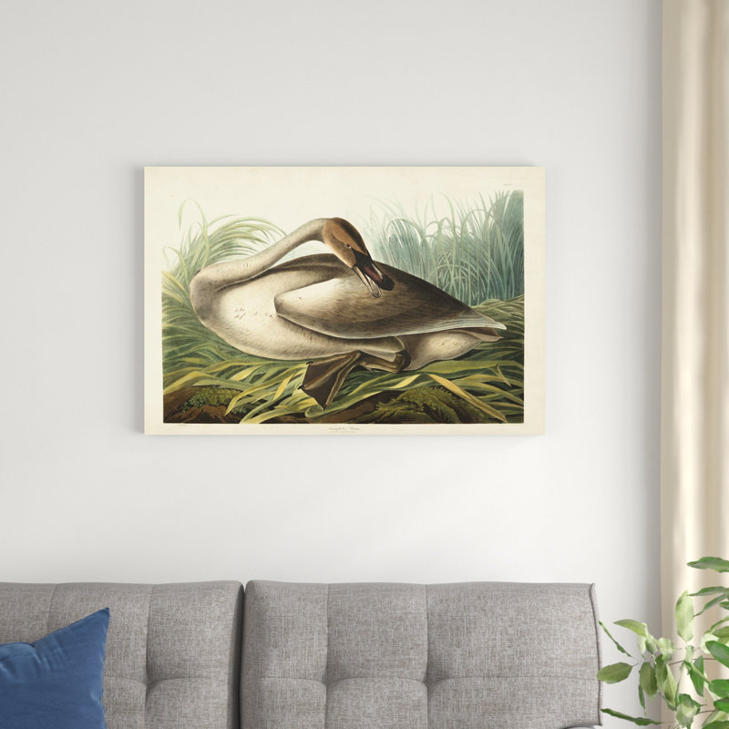 Pl 376 Trumpeter Swan, H 24 po x l 36 po