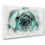 Pink Tipped Succulent Plant In Abstract - Wrapped Canvas-55338945